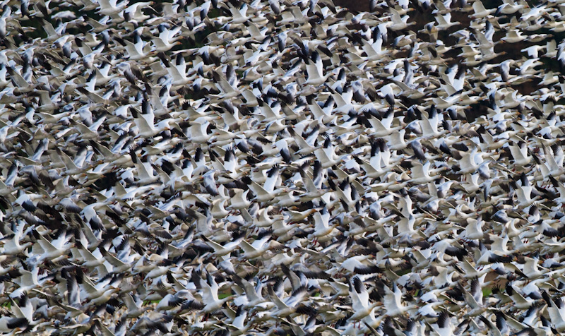 Snow Geese In Flight